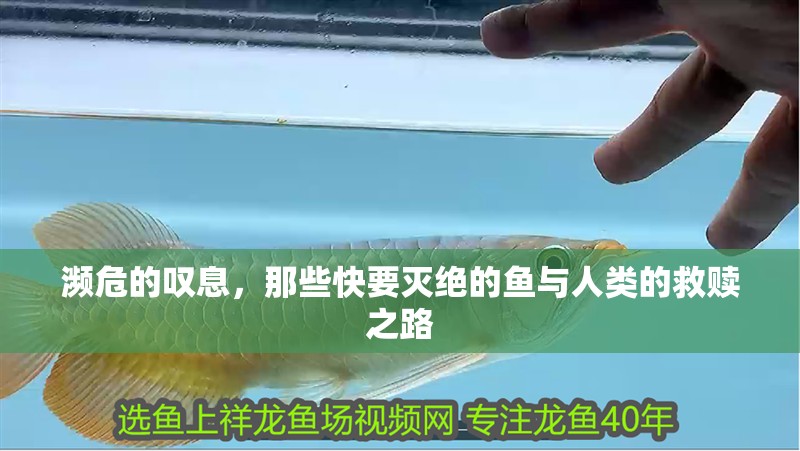 瀕危的嘆息，那些快要滅絕的魚與人類的救贖之路 瀕危的嘆息，那些快要滅絕的魚與人類的救贖之路 龍魚百科 第1張
