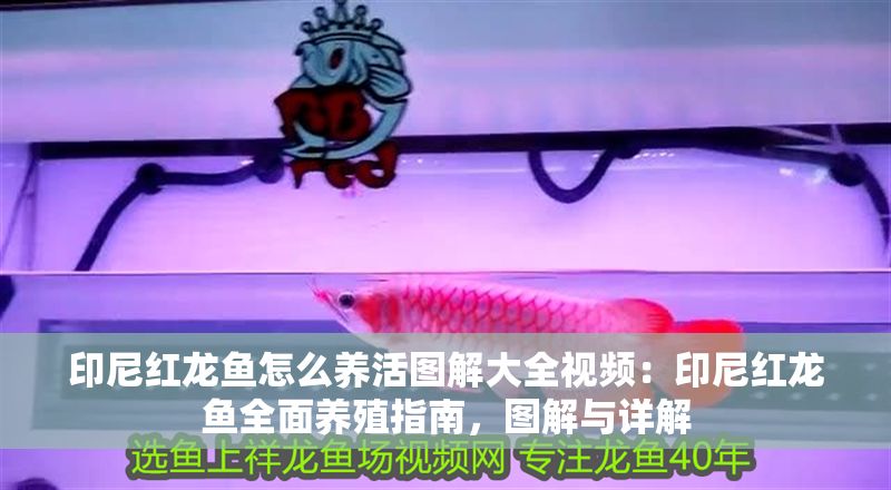印尼紅龍魚怎么養活圖解大全視頻：印尼紅龍魚全面養殖指南，圖解與詳解