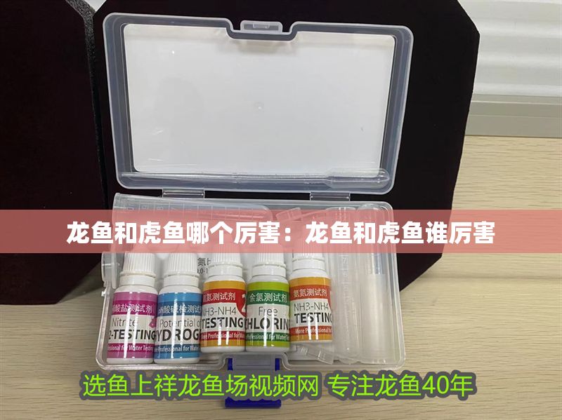 龍魚和虎魚哪個厲害：龍魚和虎魚誰厲害