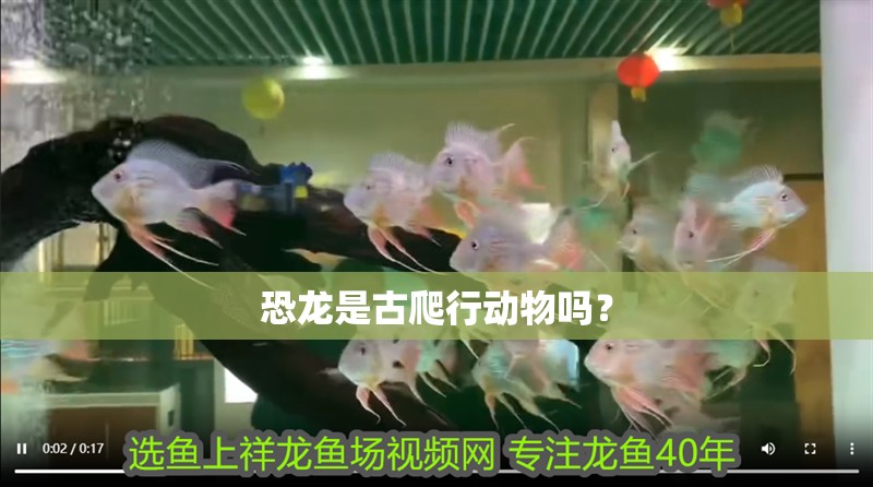 恐龍是古爬行動物嗎? 龍魚百科 第1張 恐龍是古爬行動物嗎? 恐龍是古爬行動物嗎? 龍魚百科 第1張