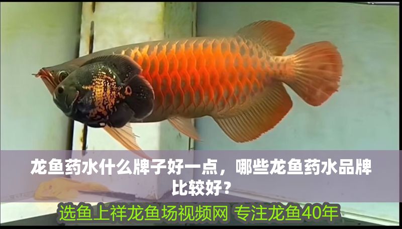 龍魚藥水什么牌子好一點，哪些龍魚藥水品牌比較好？