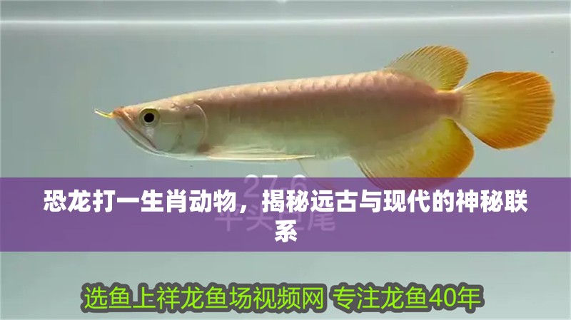恐龍打一生肖動物，揭秘遠(yuǎn)古與現(xiàn)代的神秘聯(lián)系