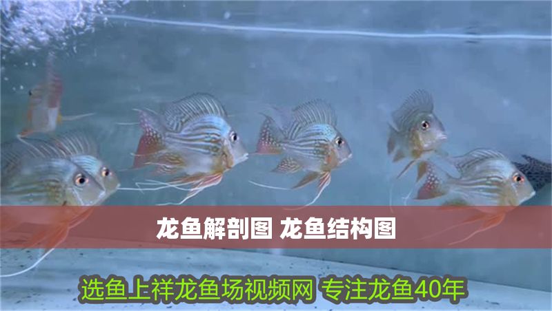 龍魚解剖圖 龍魚結構圖 龍魚百科 第1張 龍魚解剖圖 龍魚結構圖 龍魚解剖圖 龍魚結構圖 龍魚百科 第1張