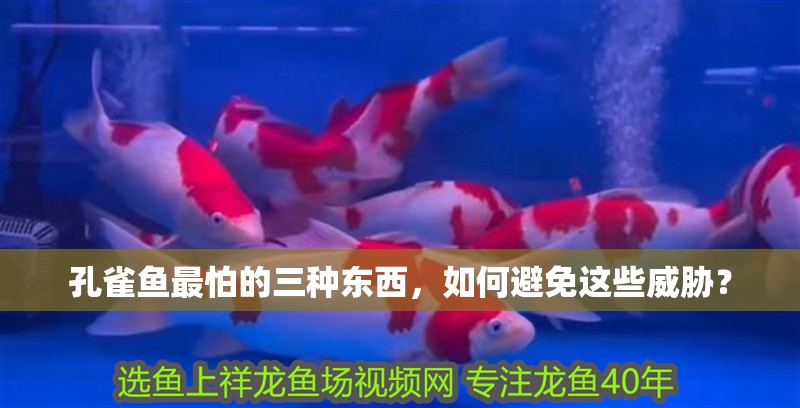 孔雀魚最怕的三種東西，如何避免這些威脅？