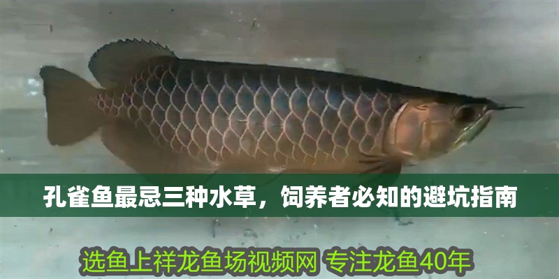 孔雀魚(yú)最忌三種水草，飼養(yǎng)者必知的避坑指南