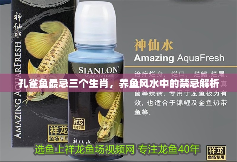 孔雀魚最忌三個生肖,養魚風水中的禁忌解析 龍魚百科 第1張 孔雀魚最忌三個生肖,養魚風水中的禁忌解析 孔雀魚最忌三個生肖,養魚風水中的禁忌解析 龍魚百科 第1張