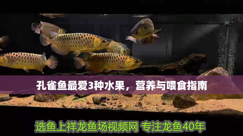 孔雀魚最愛3種水果，營養與喂食指南