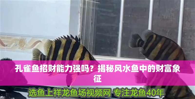 孔雀魚招財能力強嗎？揭秘風水魚中的財富象征