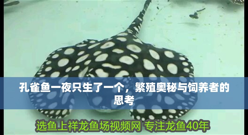 孔雀魚一夜只生了一個，繁殖奧秘與飼養者的思考