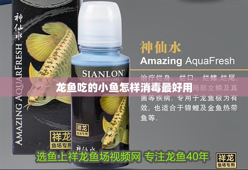 龍魚吃的小魚怎樣消毒最好用