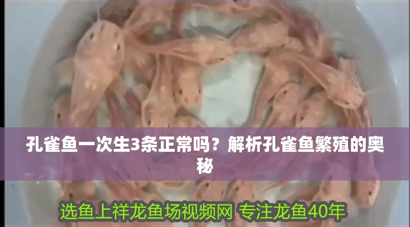 孔雀魚一次生3條正常嗎？解析孔雀魚繁殖的奧秘
