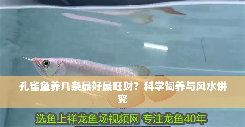 孔雀魚養(yǎng)幾條最好最旺財？科學(xué)飼養(yǎng)與風(fēng)水講究