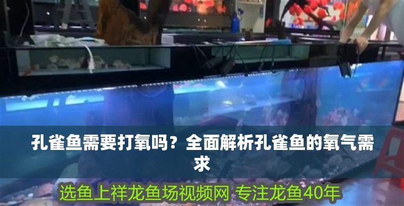 孔雀魚需要打氧嗎?全面解析孔雀魚的氧氣需求 龍魚百科 第1張 孔雀魚需要打氧嗎?全面解析孔雀魚的氧氣需求 孔雀魚需要打氧嗎?全面解析孔雀魚的氧氣需求 龍魚百科 第1張