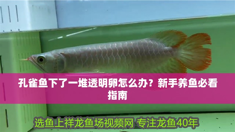 孔雀魚下了一堆透明卵怎么辦?新手養魚必看指南 龍魚百科 第1張 孔雀魚下了一堆透明卵怎么辦?新手養魚必看指南 孔雀魚下了一堆透明卵怎么辦?新手養魚必看指南 龍魚百科 第1張