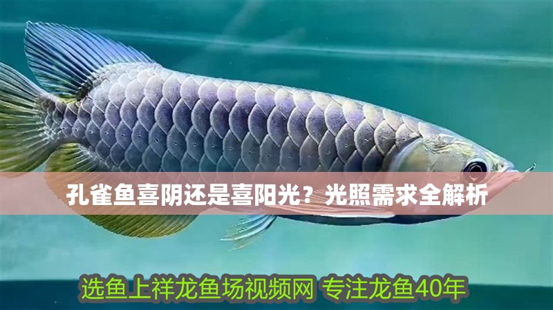 孔雀魚喜陰還是喜陽光？光照需求全解析 孔雀魚喜陰還是喜陽光？光照需求全解析 龍魚百科 第1張