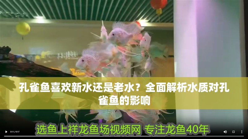 孔雀魚喜歡新水還是老水？全面解析水質對孔雀魚的影響