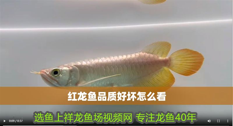 紅龍魚品質好壞怎么看