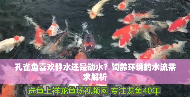 孔雀魚喜歡靜水還是動(dòng)水？飼養(yǎng)環(huán)境的水流需求解析 孔雀魚喜歡靜水還是動(dòng)水？飼養(yǎng)環(huán)境的水流需求解析 龍魚百科 第1張