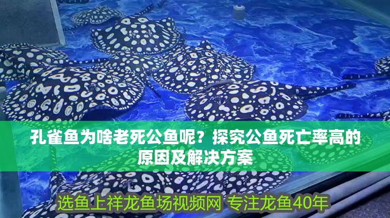 孔雀魚為啥老死公魚呢?探究公魚死亡率高的原因及解決方案 龍魚百科 第1張 孔雀魚為啥老死公魚呢?探究公魚死亡率高的原因及解決方案 孔雀魚為啥老死公魚呢?探究公魚死亡率高的原因及解決方案 龍魚百科 第1張