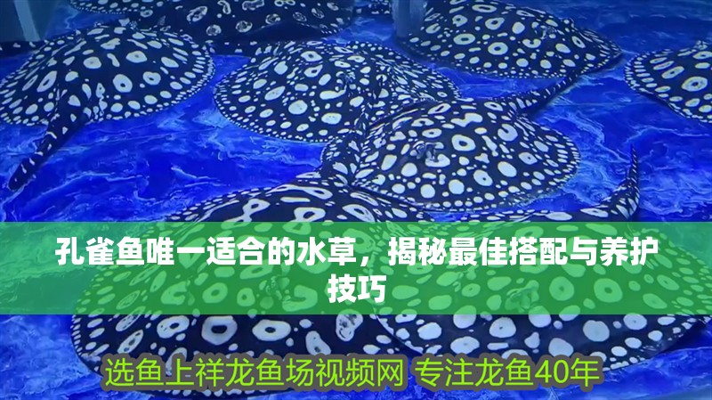 孔雀魚唯一適合的水草，揭秘最佳搭配與養護技巧