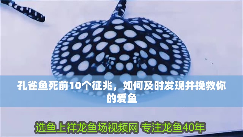 孔雀魚死前10個征兆，如何及時發(fā)現(xiàn)并挽救你的愛魚