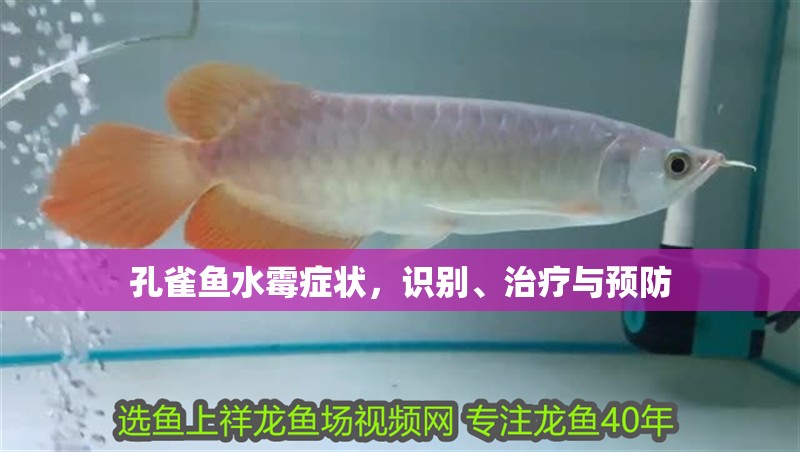 孔雀魚水霉癥狀，識(shí)別、治療與預(yù)防