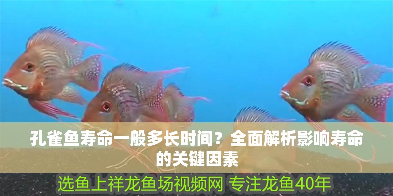 孔雀魚壽命一般多長時間？全面解析影響壽命的關鍵因素 孔雀魚壽命一般多長時間？全面解析影響壽命的關鍵因素 龍魚百科 第1張