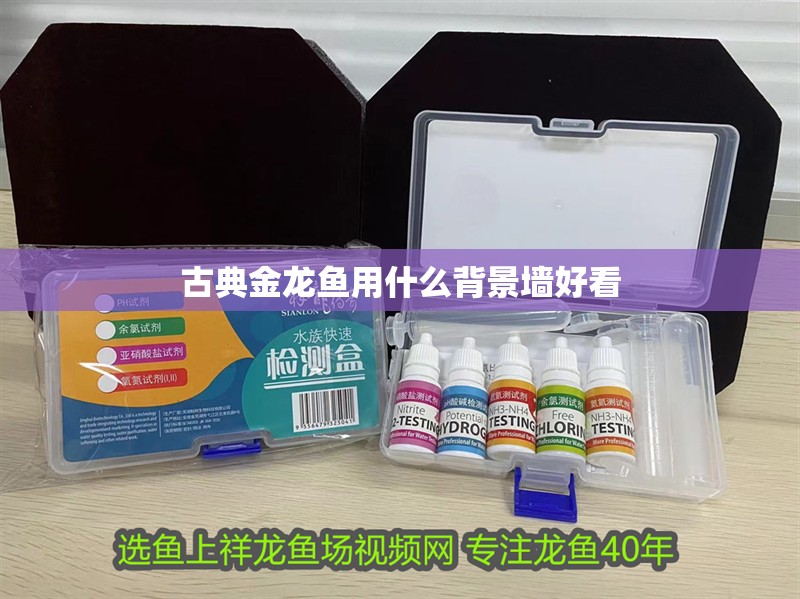古典金龍魚用什么背景墻好看