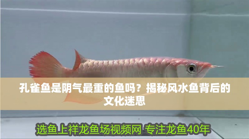 孔雀魚(yú)是陰氣最重的魚(yú)嗎？揭秘風(fēng)水魚(yú)背后的文化迷思