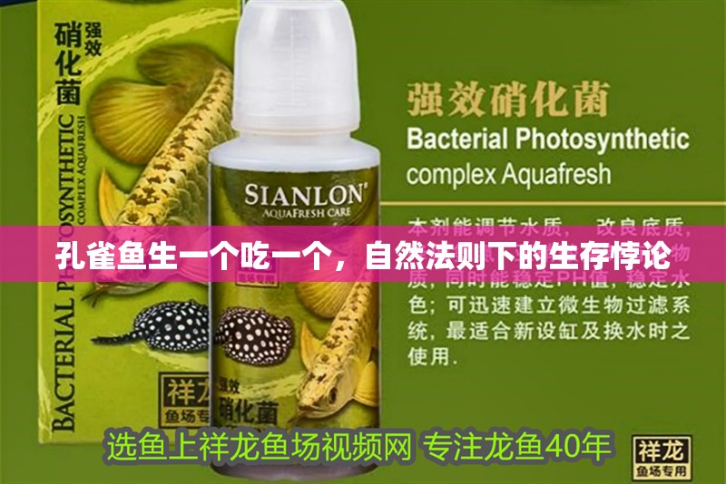 孔雀魚生一個吃一個,自然法則下的生存悖論 龍魚百科 第1張 孔雀魚生一個吃一個,自然法則下的生存悖論 孔雀魚生一個吃一個,自然法則下的生存悖論 龍魚百科 第1張