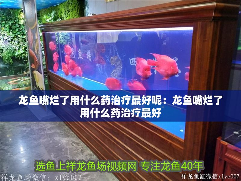 龍魚嘴爛了用什么藥治療最好呢：龍魚嘴爛了用什么藥治療最好