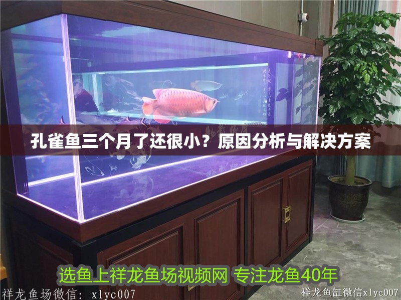 孔雀魚三個(gè)月了還很?。吭蚍治雠c解決方案