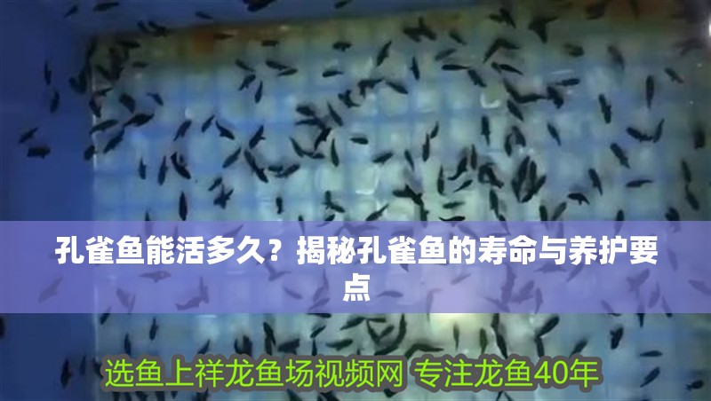 孔雀魚能活多久？揭秘孔雀魚的壽命與養護要點