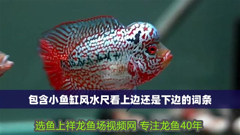 包含小魚缸風水尺看上邊還是下邊的詞條