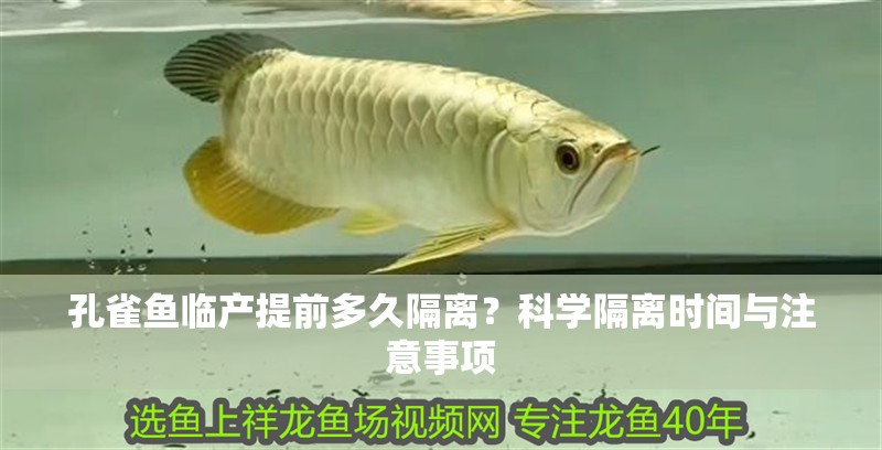 孔雀魚臨產(chǎn)提前多久隔離？科學(xué)隔離時(shí)間與注意事項(xiàng)