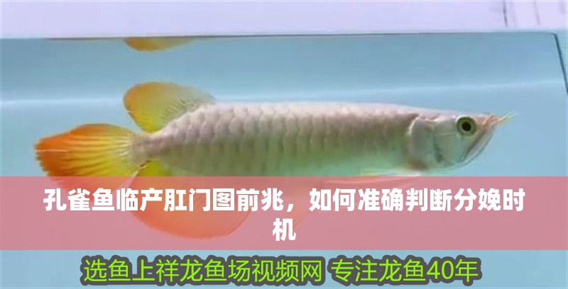 孔雀魚(yú)臨產(chǎn)肛門圖前兆，如何準(zhǔn)確判斷分娩時(shí)機(jī)