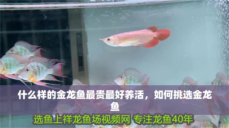 什么樣的金龍魚最貴最好養活，如何挑選金龍魚
