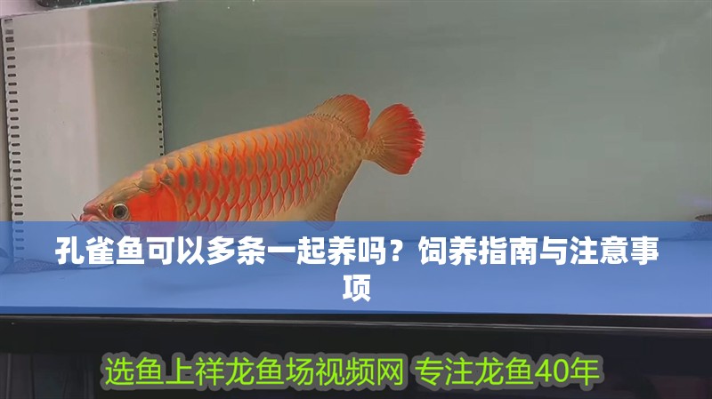 孔雀魚可以多條一起養嗎？飼養指南與注意事項 孔雀魚可以多條一起養嗎？飼養指南與注意事項 龍魚百科 第1張
