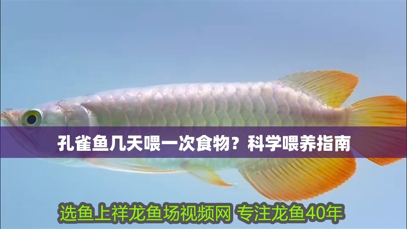 孔雀魚幾天喂一次食物？科學喂養指南