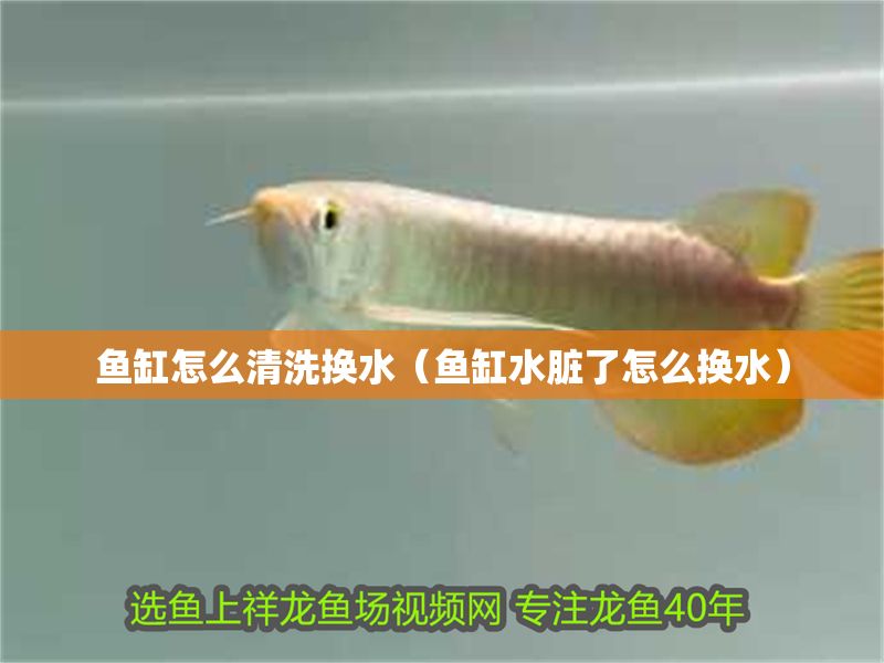 魚缸怎么清洗換水（魚缸水臟了怎么換水）