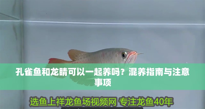 孔雀魚和龍睛可以一起養嗎？混養指南與注意事項