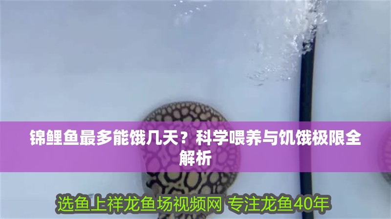 錦鯉魚最多能餓幾天？科學喂養與饑餓極限全解析