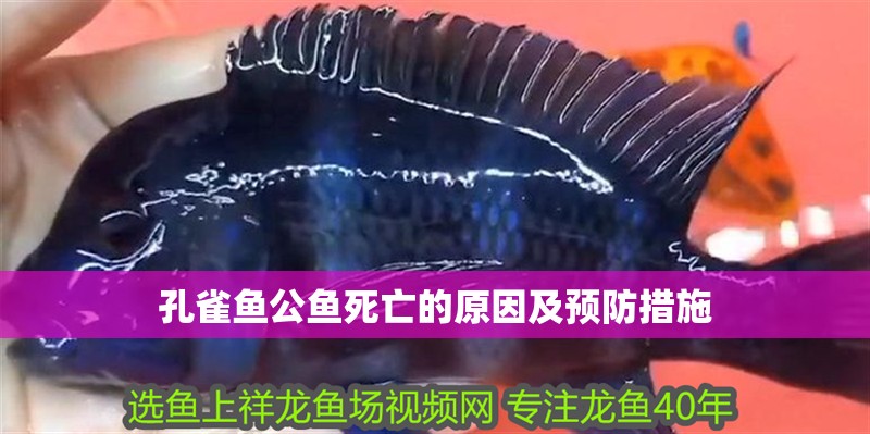 孔雀魚公魚死亡的原因及預防措施 孔雀魚公魚死亡的原因及預防措施 龍魚百科 第1張