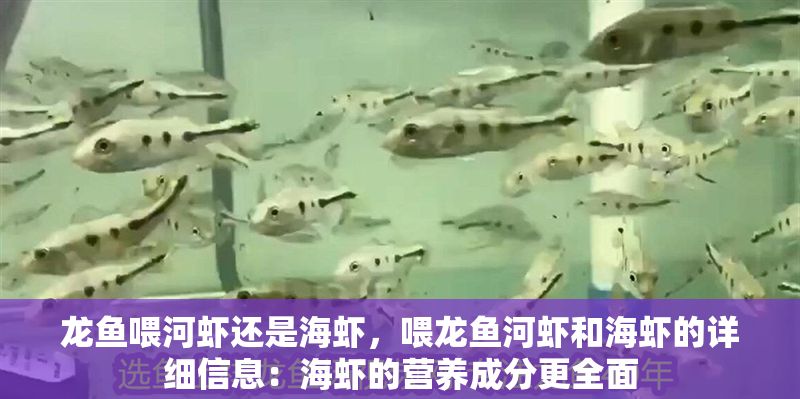 龍魚喂河蝦還是海蝦，喂龍魚河蝦和海蝦的詳細信息：海蝦的營養成分更全面