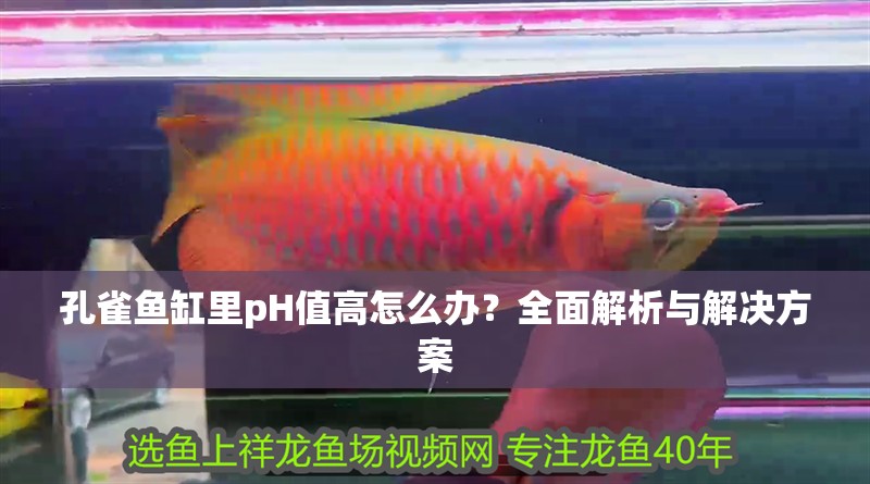 孔雀魚缸里pH值高怎么辦？全面解析與解決方案