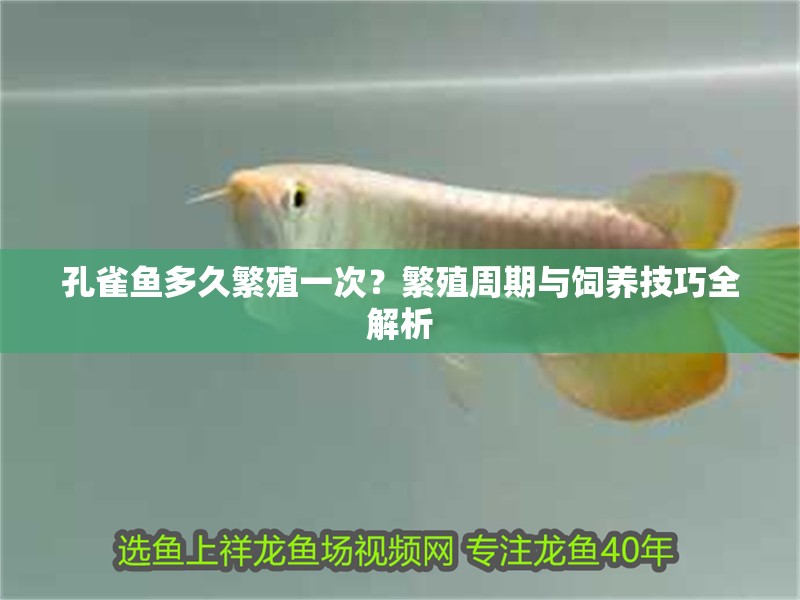 孔雀魚多久繁殖一次？繁殖周期與飼養(yǎng)技巧全解析