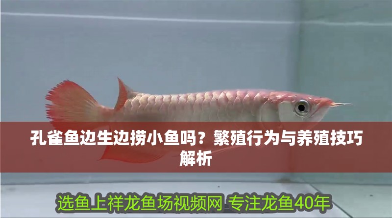 孔雀魚邊生邊撈小魚嗎？繁殖行為與養(yǎng)殖技巧解析