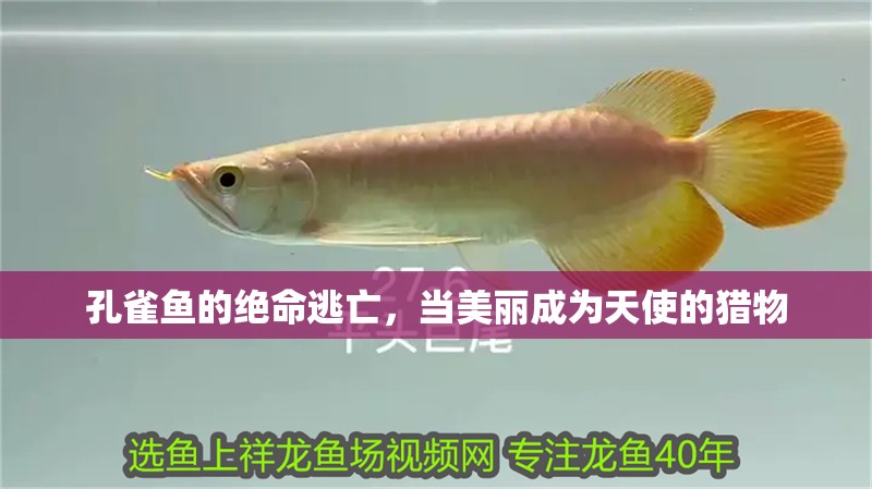 孔雀魚的絕命逃亡，當(dāng)美麗成為天使的獵物