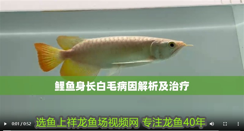 鯉魚身長白毛病因解析及治療