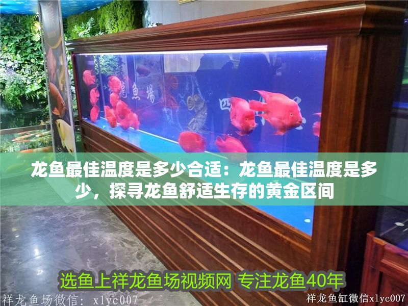 龍魚最佳溫度是多少合適：龍魚最佳溫度是多少，探尋龍魚舒適生存的黃金區間